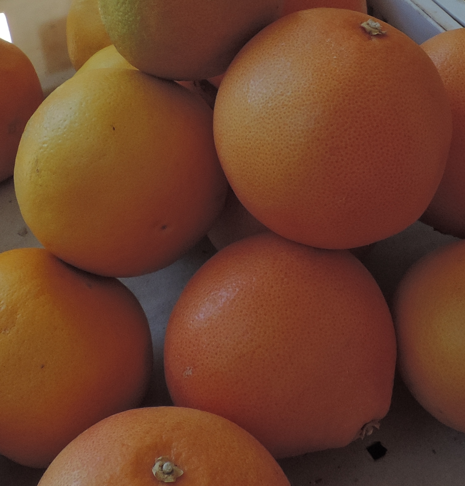 pompelmo
