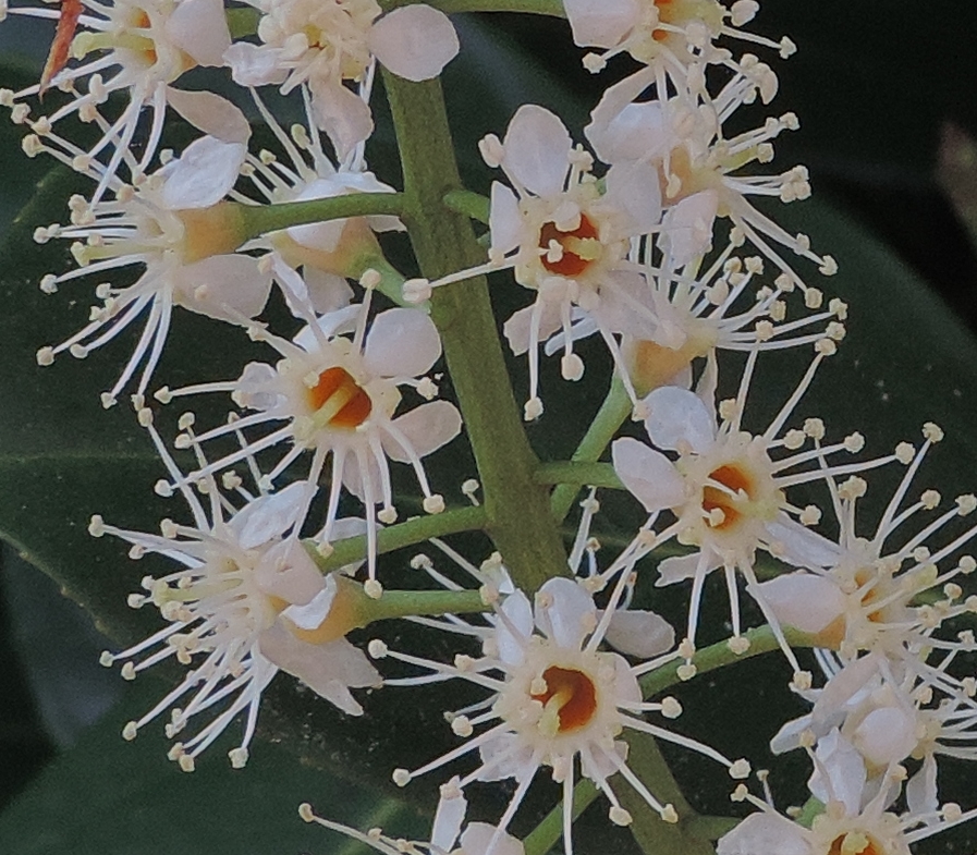 prunuslauroceraso3