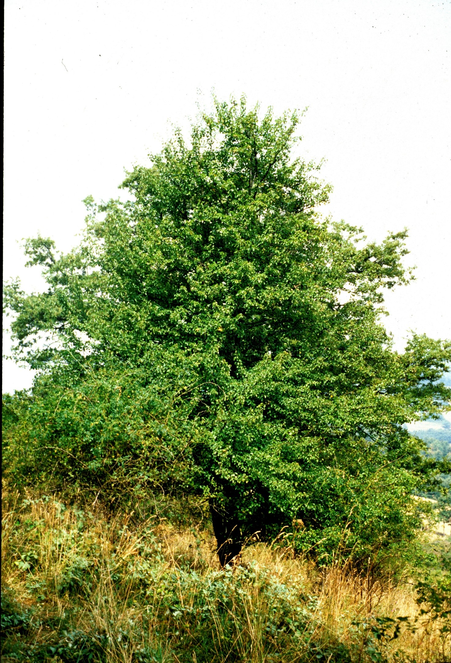 pyrus pyraster