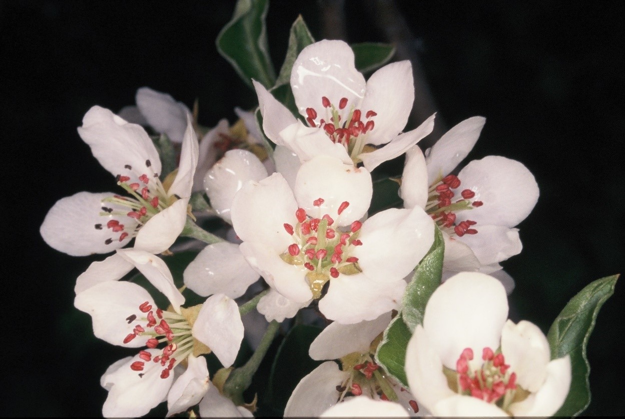 pyrus pyraster fiori