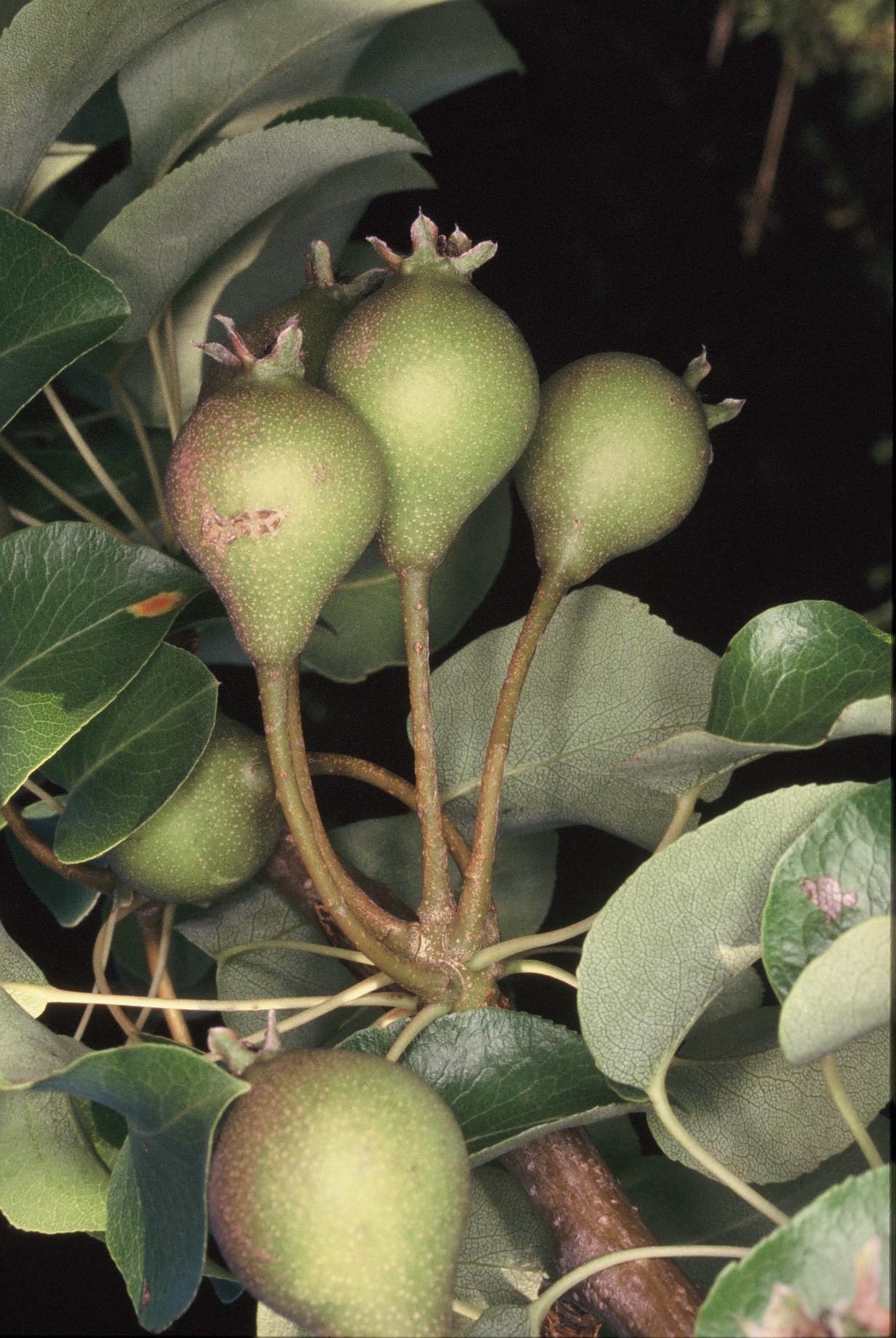 pyrus pyraster frutti