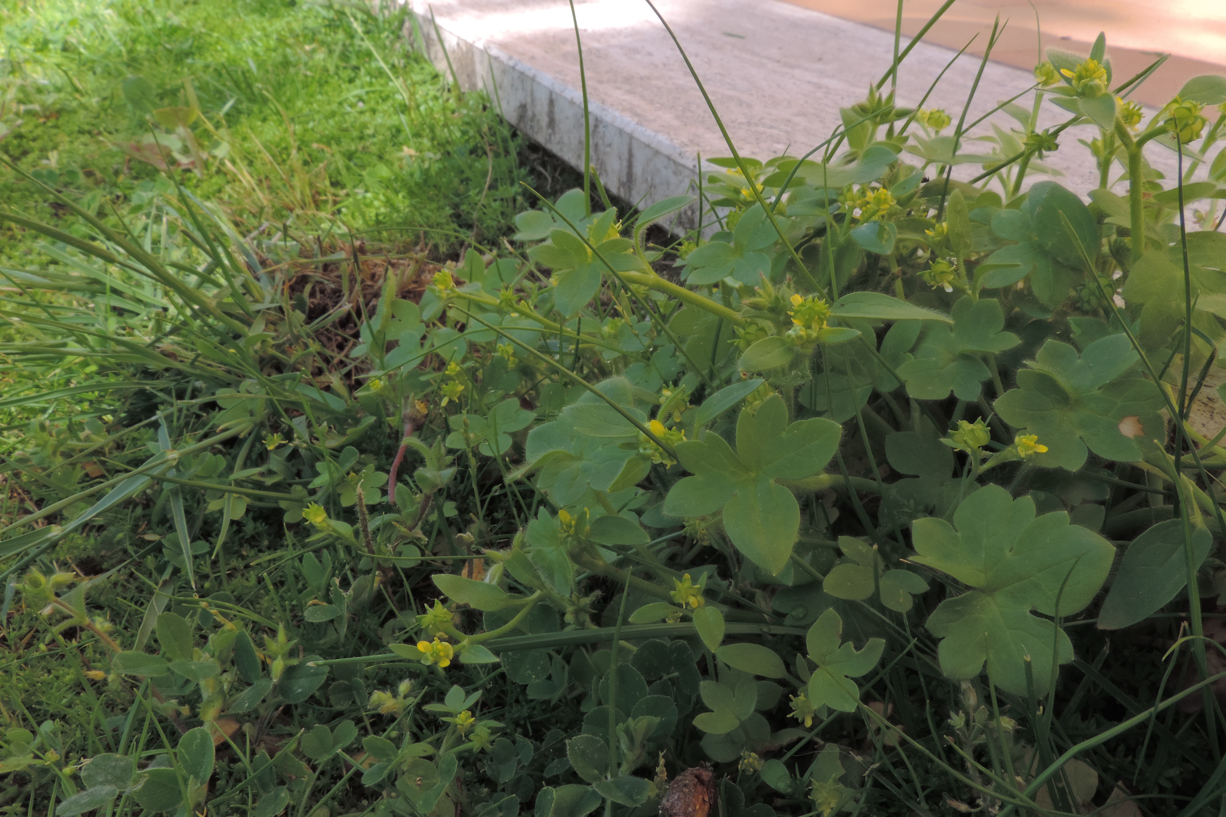ranunculo parviflorus