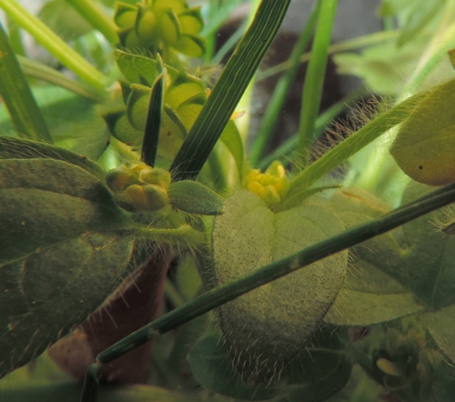ranunculus parviflorus
