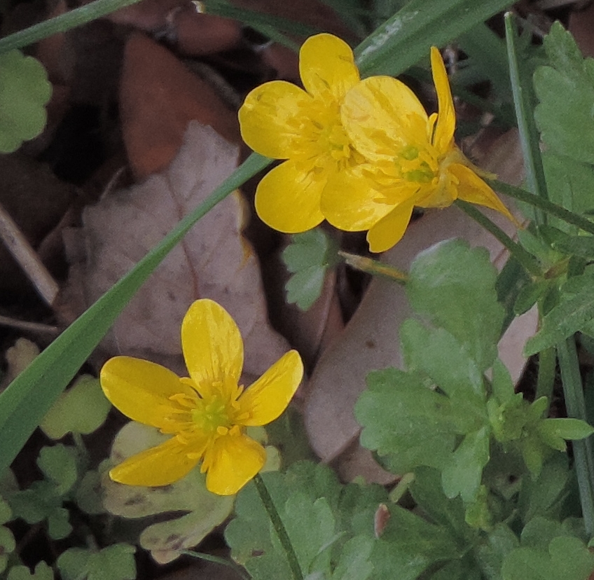 ranunculusdeicampirepens