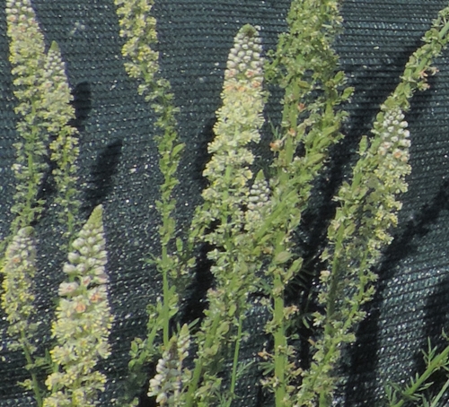 reseda albadune palo