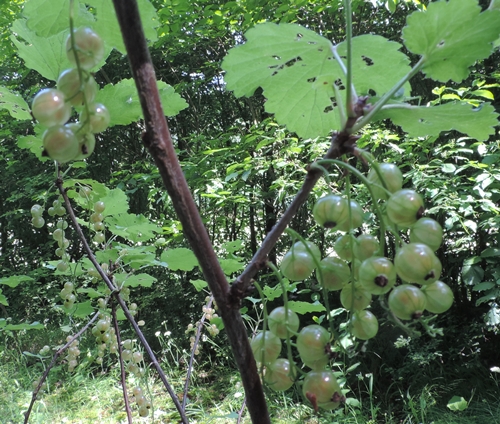 ribes bianco sativum
