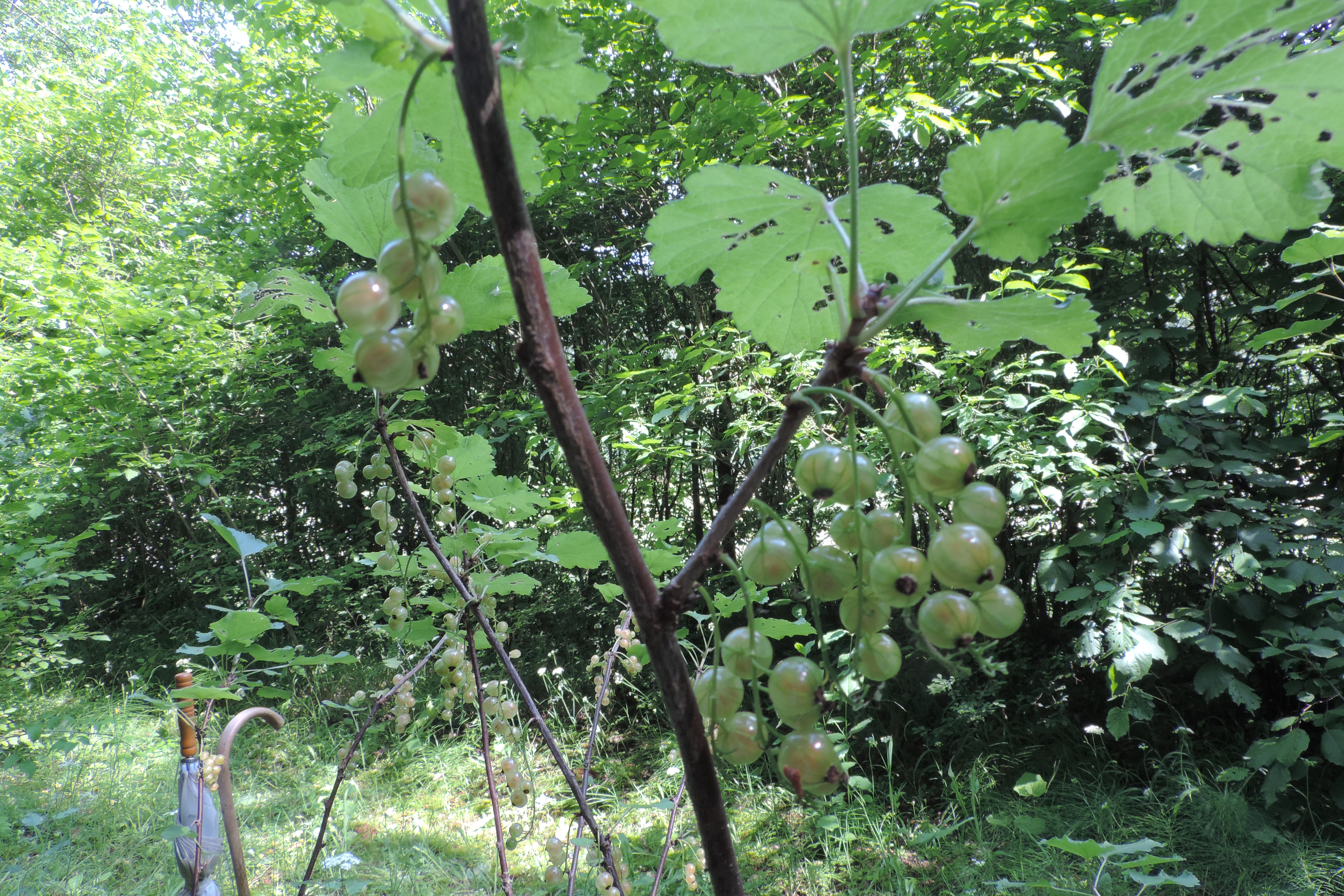 ribes sp sativum