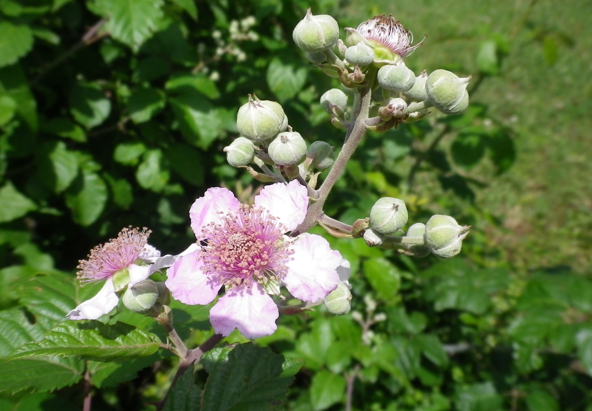 rovo Rubusulmifolius