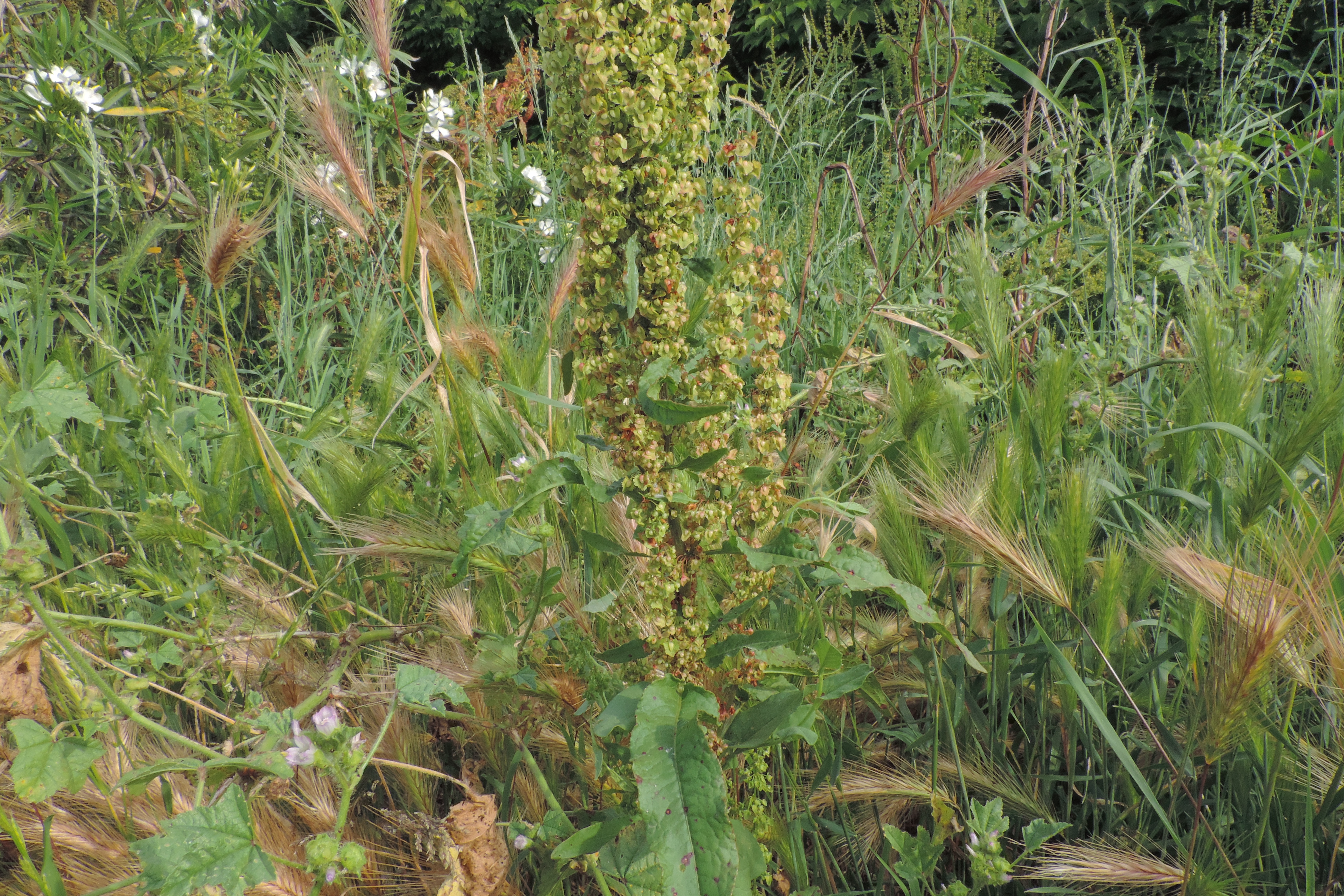 rumex spec crispus