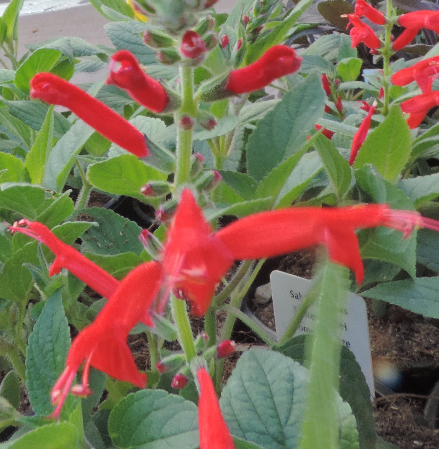 salvia ananas OK