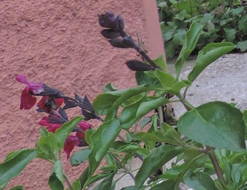 salvia grg Salvia di Gregg rosso