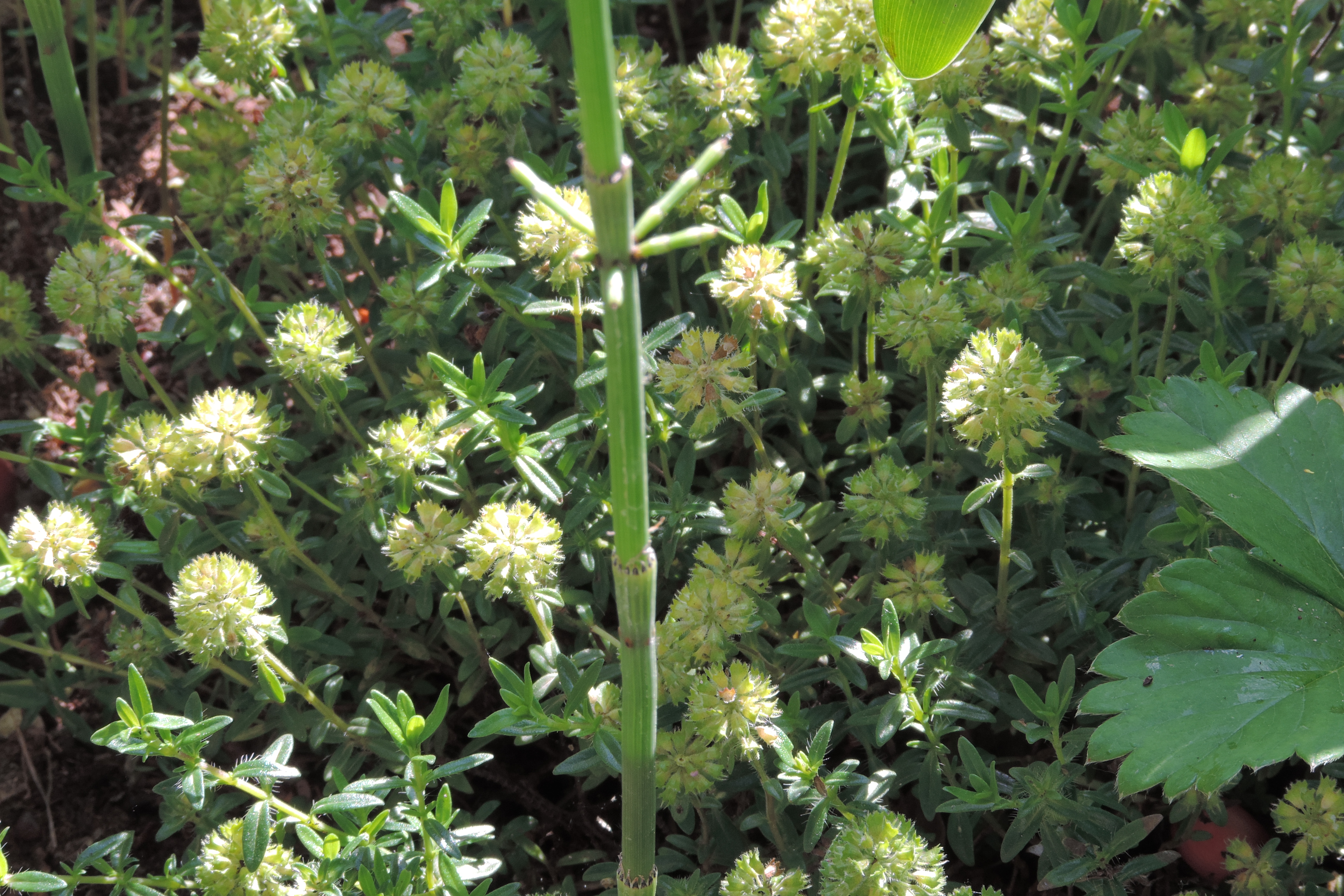 satureja hortensis santoreggia