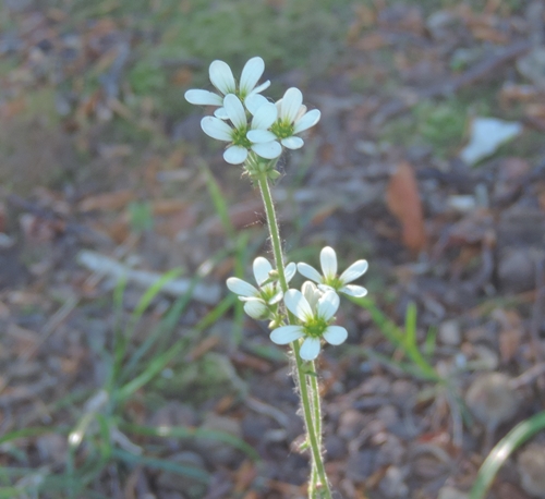 saxigrafa