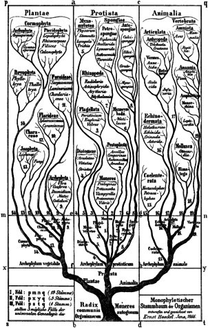 schema filogenetica
