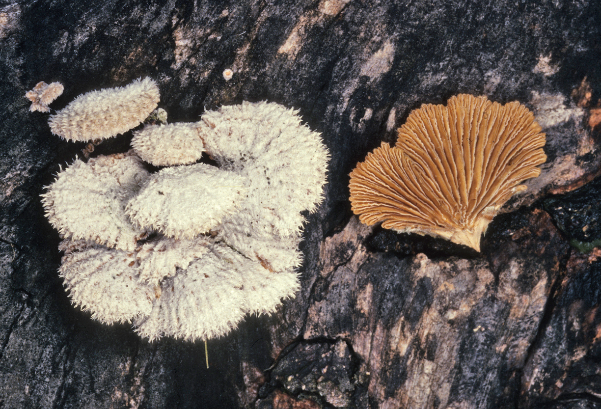 schizophyllum commune