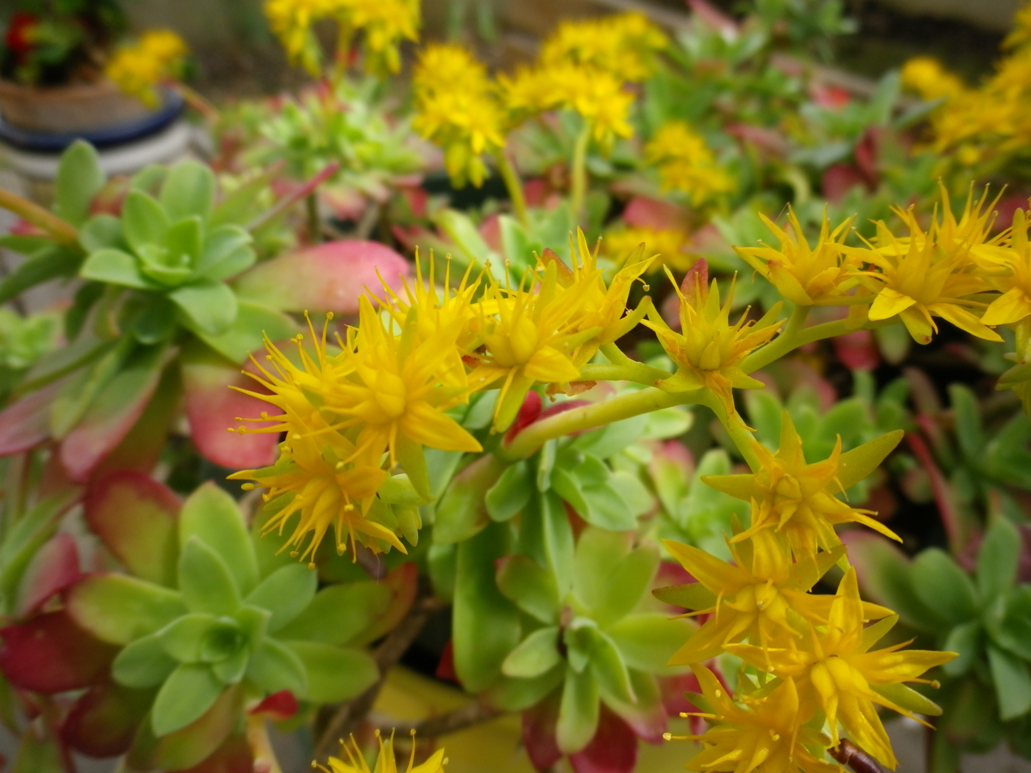 sedum palmeri