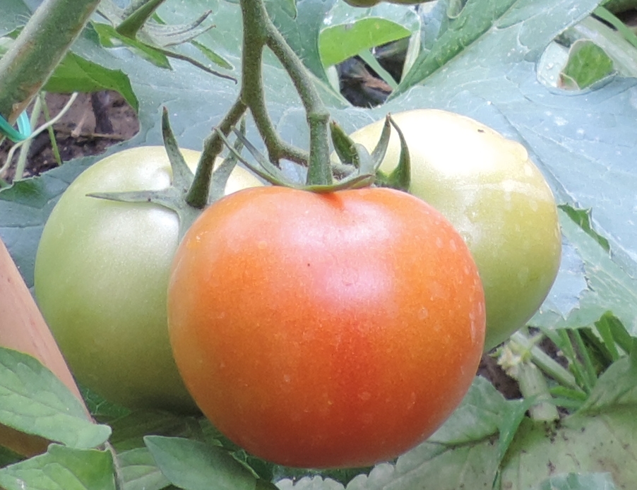 solanumlycopersicumpomodori