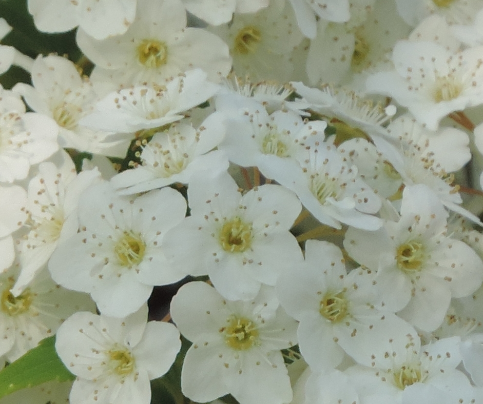 spirea
