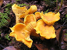 235px-chanterelle_cantharellus_cibarius