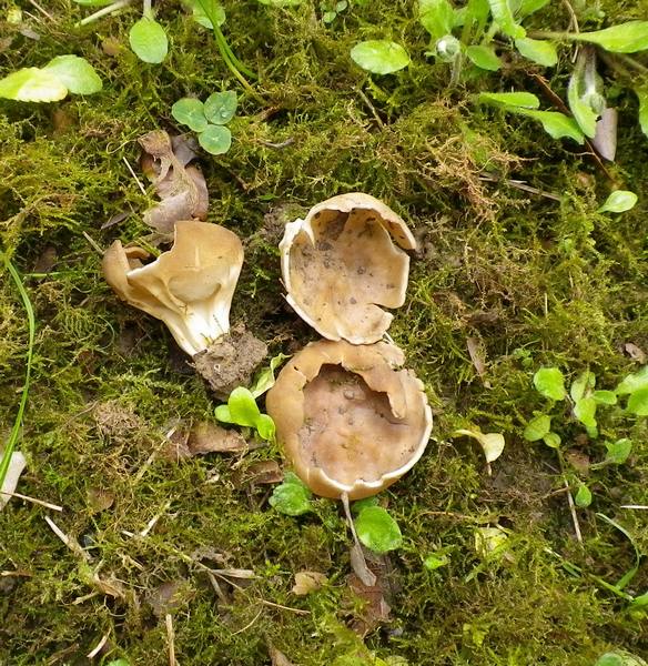 26_Helvella_acetabulum
