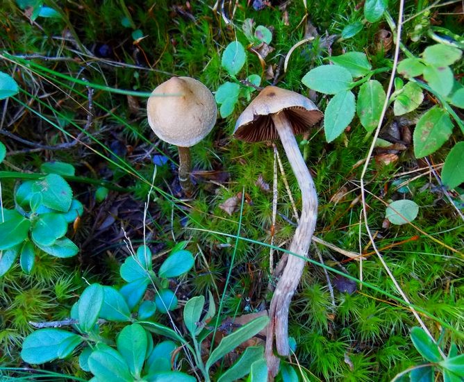 2 paleaceus