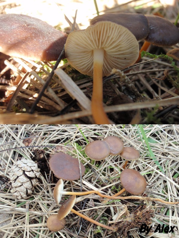8_Strobilurus_tenacellus