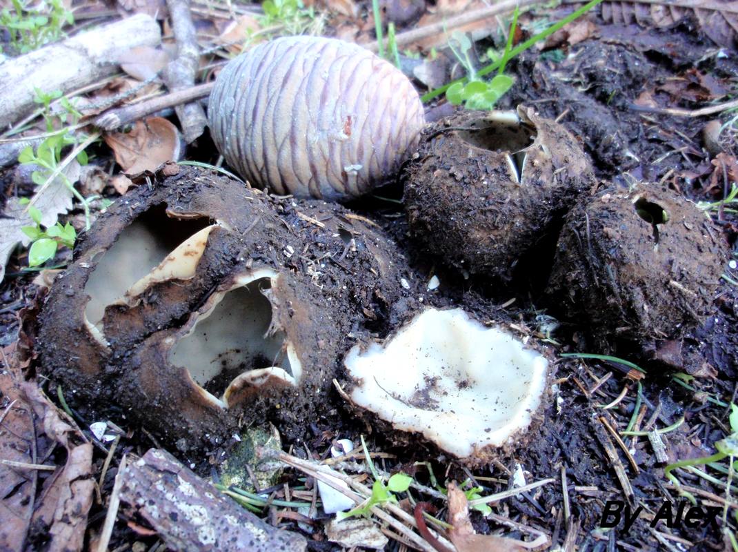 9_Geopora_sumneriana