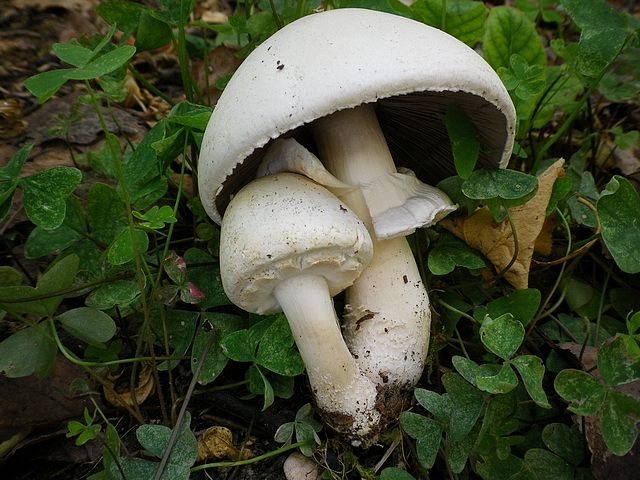 Agaricus__nivescens_Chiaravalle_sett._2014_prato