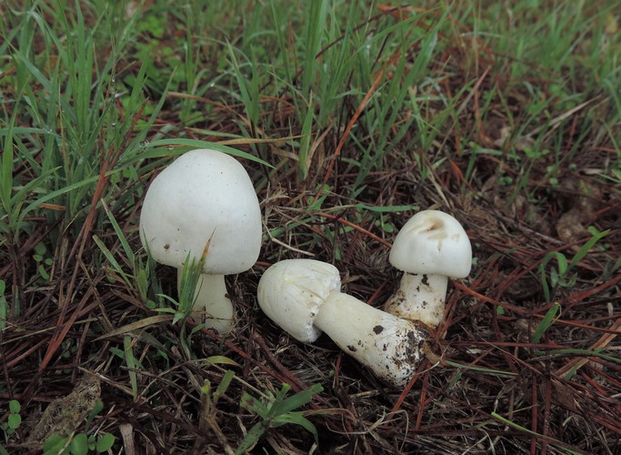 Agaricus osecanus