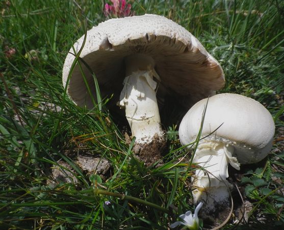 Agaricus__urinascens_can_faito