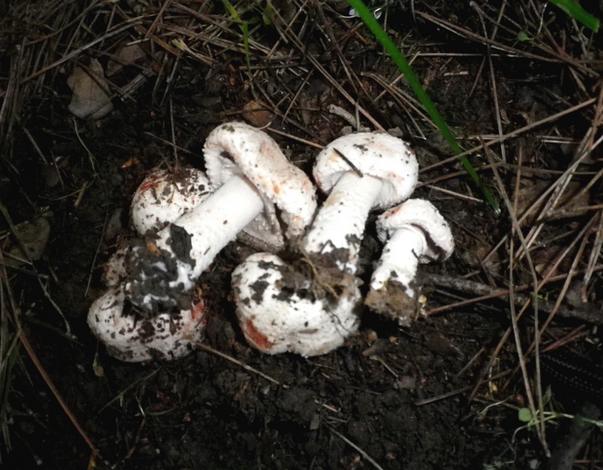 Agaricus_benesii