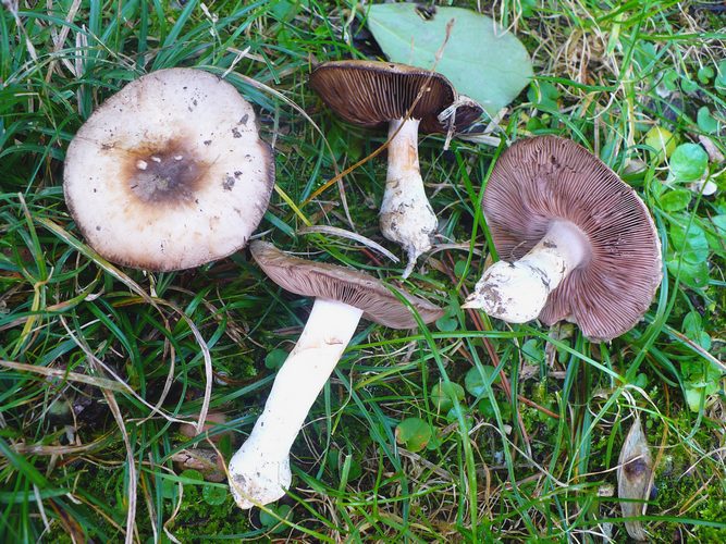 Agaricus_bresadolanus