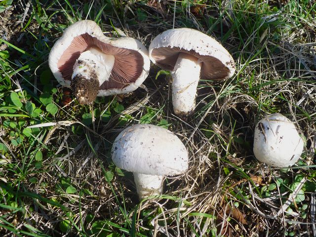 Agaricus_campestris