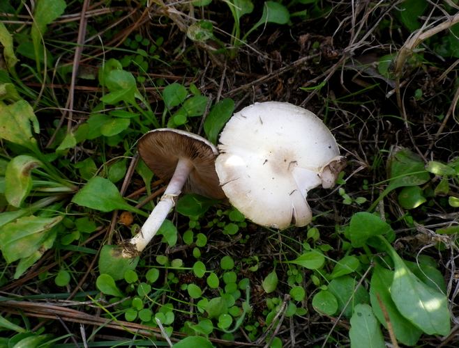 Agaricus_comtulus