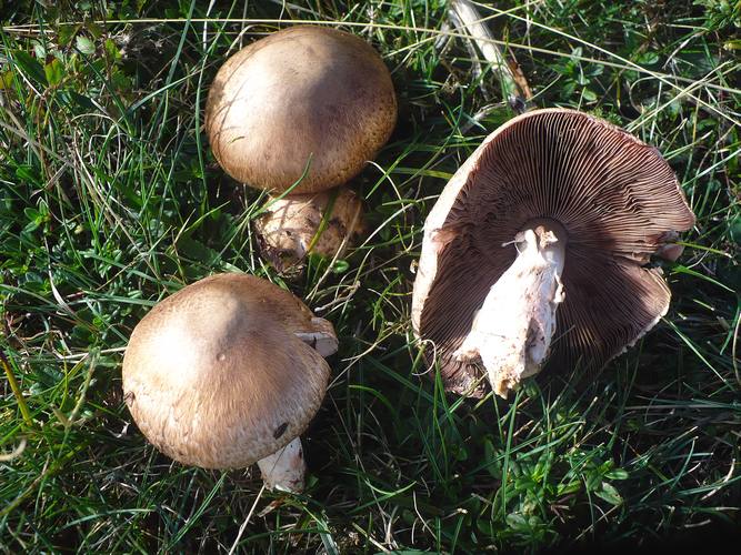 Agaricus_cupreobrunneus