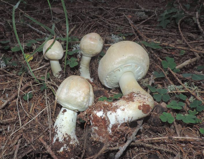 Agaricus essetei di Canazei