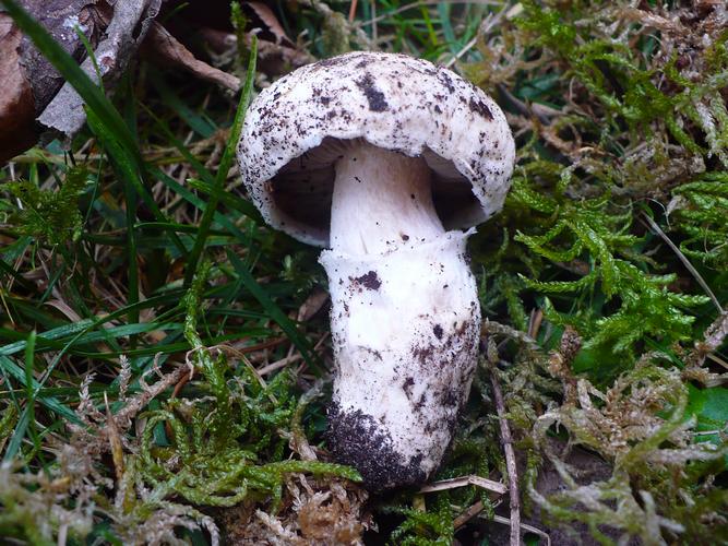 Agaricus_gennadii