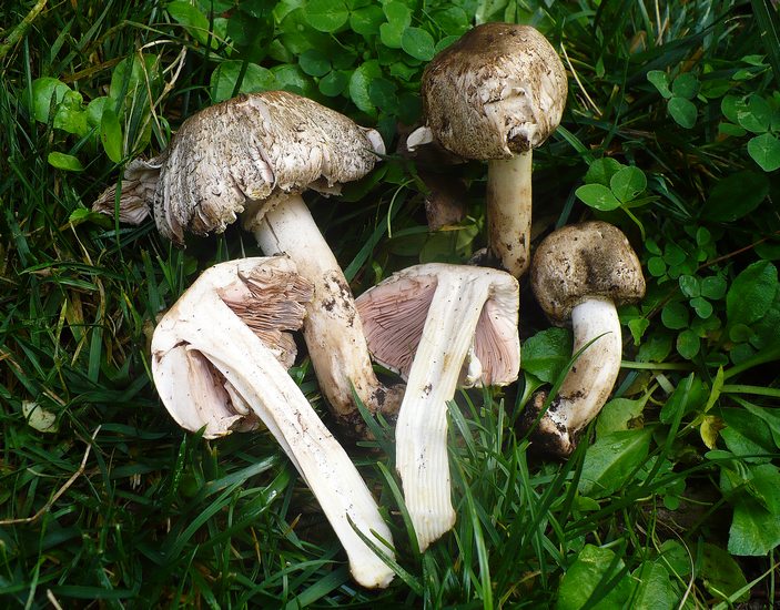 Agaricus preclaraesquamosus