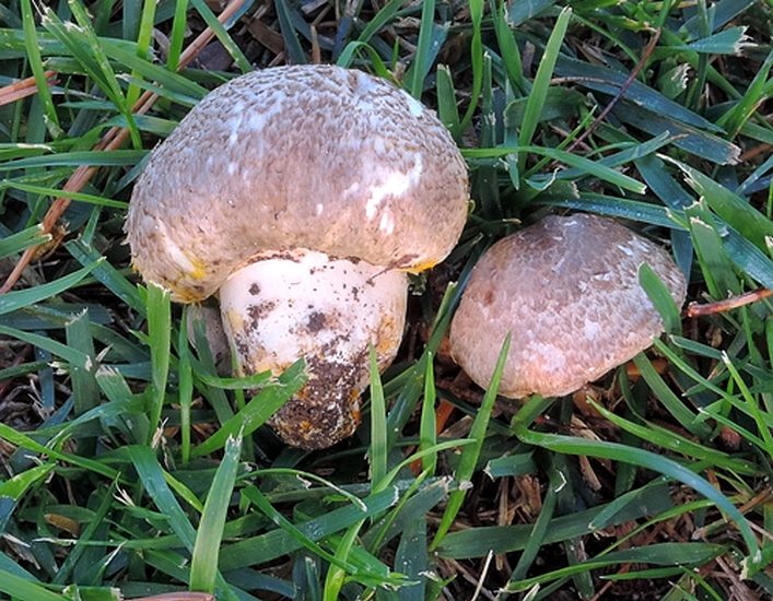Agaricus preclares