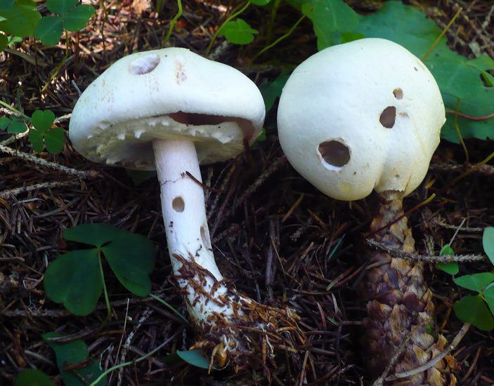 Agaricus silvicola 2