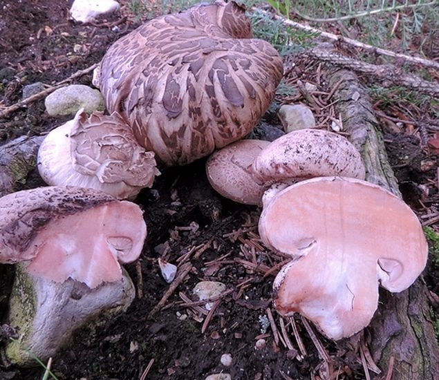 Agaricus subfloccosus