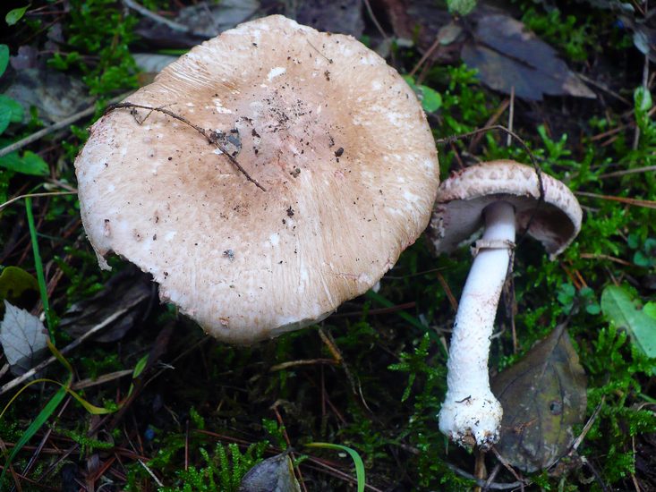 Agaricus sylvaticus