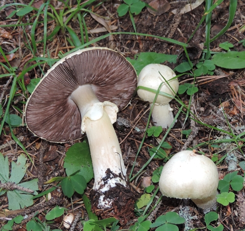 Agaricus sylvicola Canazei agost. 2014 abete rosso