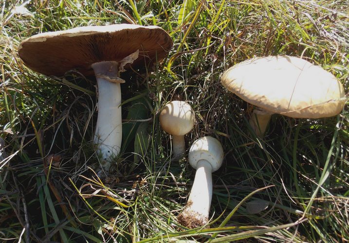 Agaricus urinascens Passo Coe