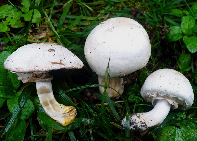 Agaricus xanthodermus