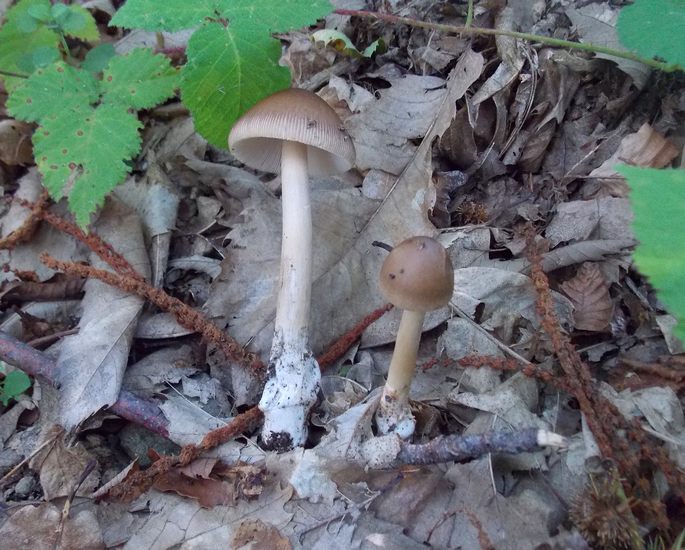 Amanita aellanea