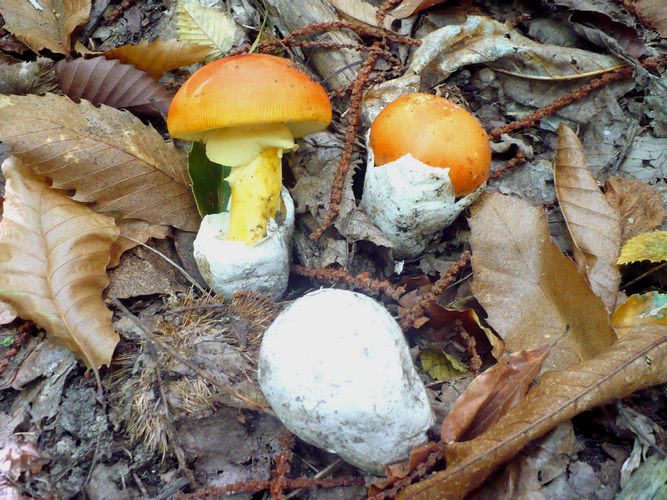 Amanita_caesarea