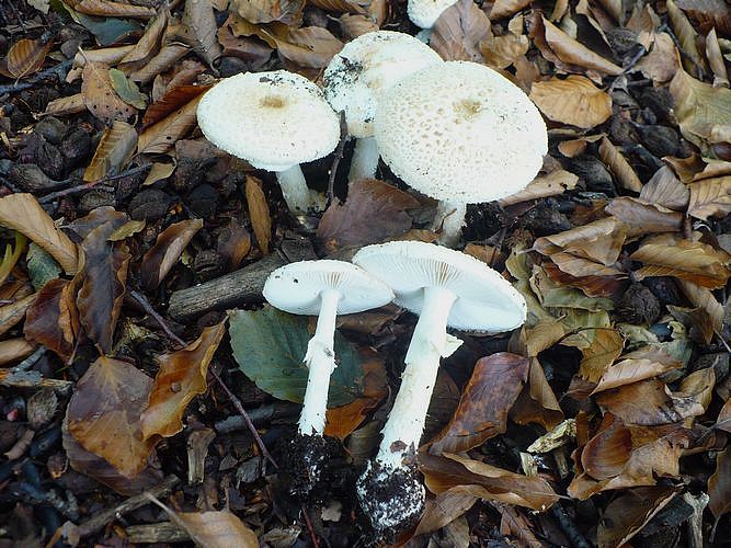 Amanita_citrina_Canfaito