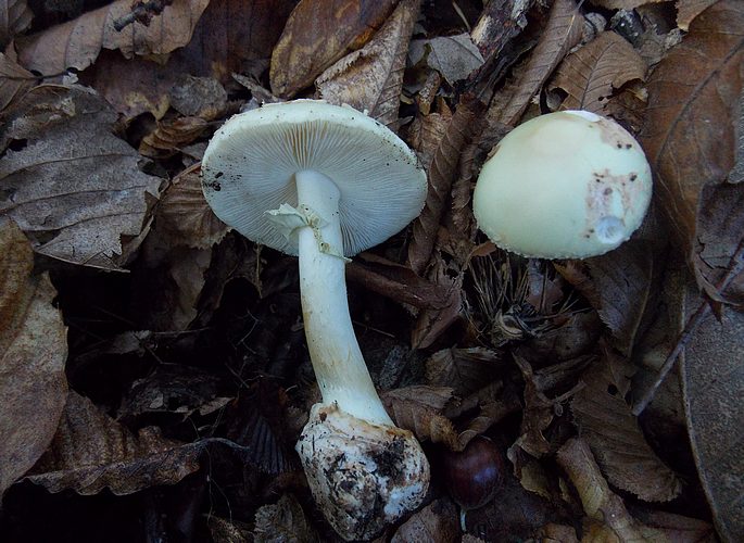 Amanita citrina f.lavendula Coker Vesely