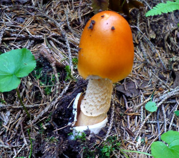 Amanita crocea Madonna di Campiglio